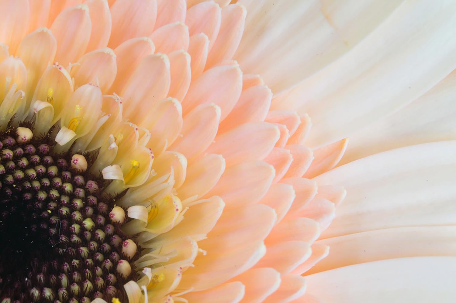 Gerbera